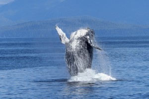 День 4. День для прогулок по городу или дополнительных экскурсий. Лицензия CC0 Creative Commons, автор werner22brigitte