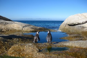 День 3. Экскурсия на Мыс Доброй Надежды. Лицензия CC0 Creative Commons, автор McLee