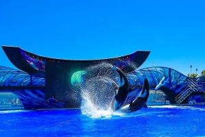 День 6. Орландо: посещение тематических парков. Лицензия CC0 Creative Commons, автор eduneri